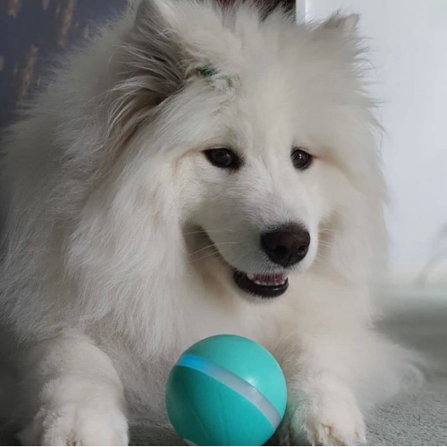 Happy Doggie Magic Ball