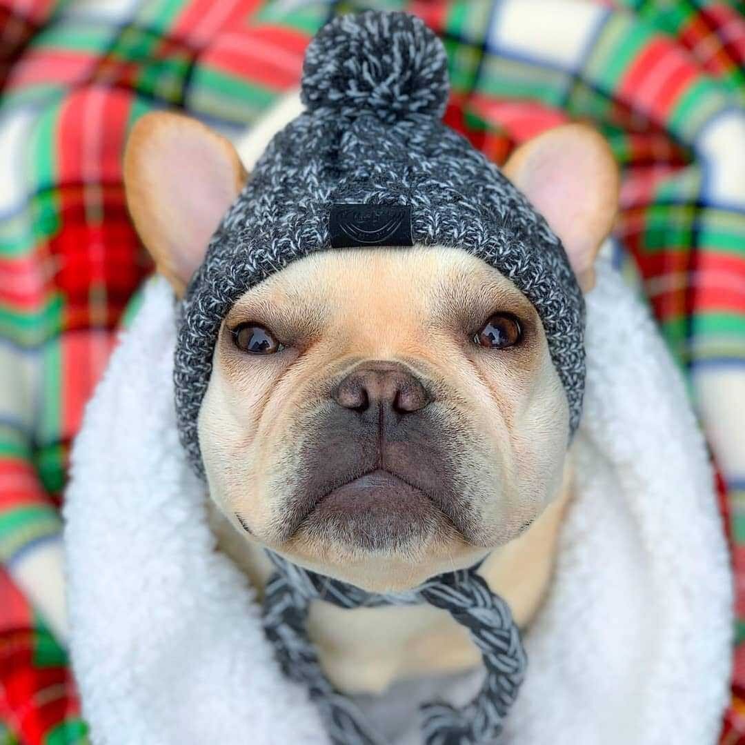 Winter Dog Hat