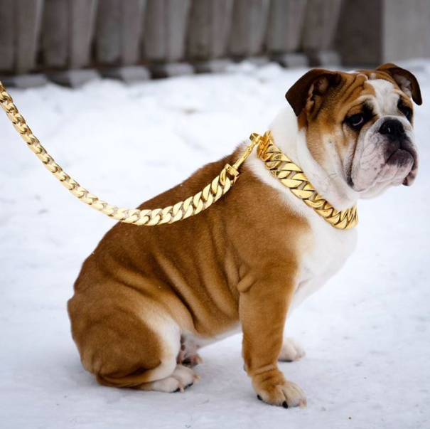 Thick gold chain pet safety collar