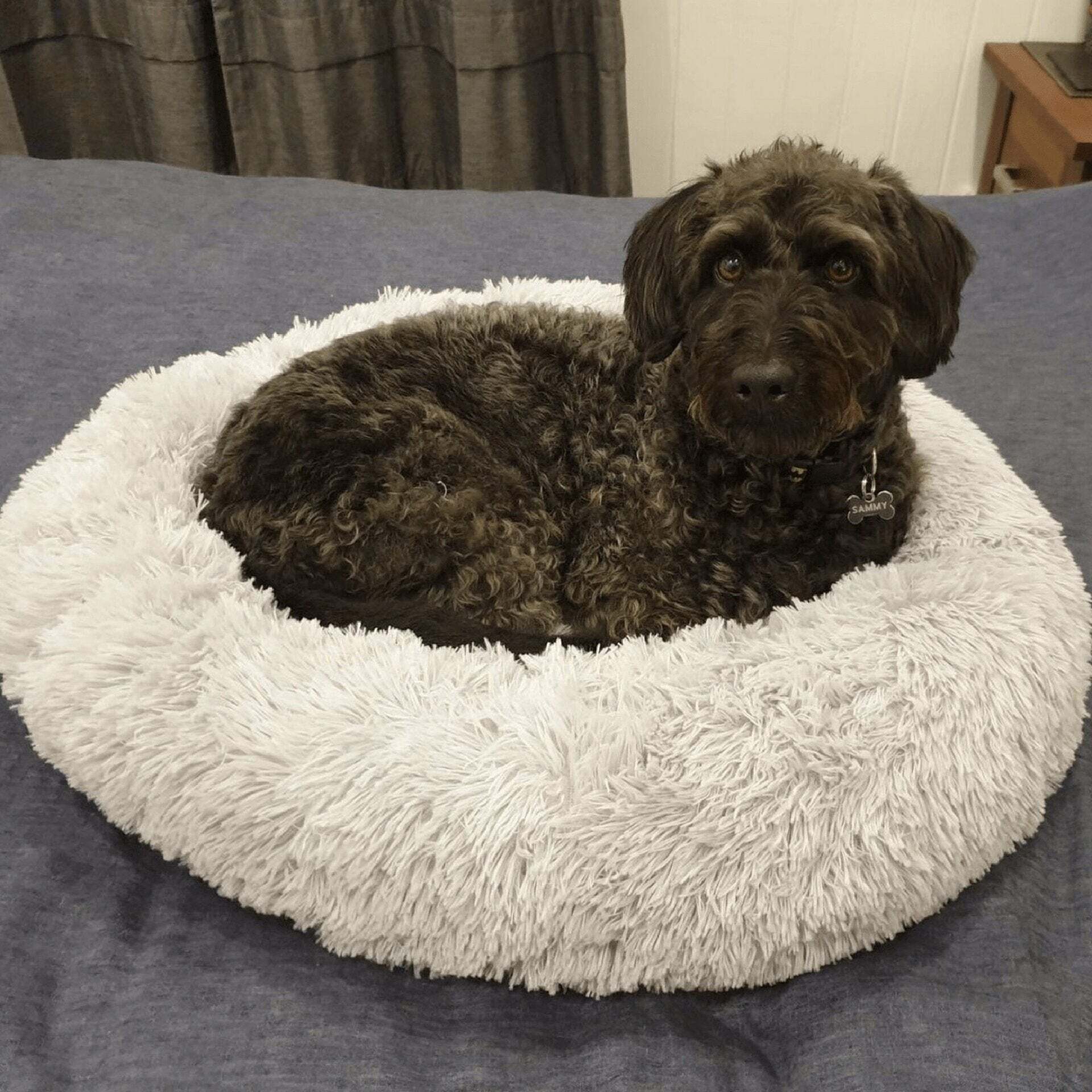 【Buy One Get One Free】Best Bed for Pet`s